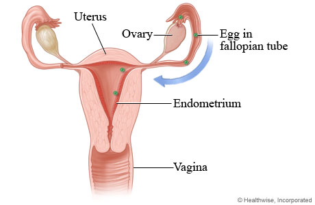 Menstrual Egg