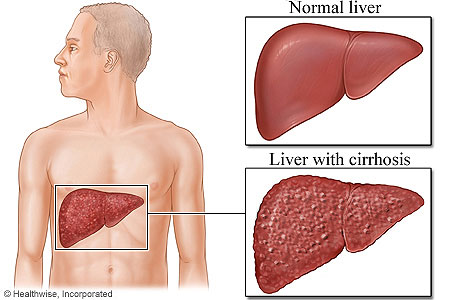 body liver location