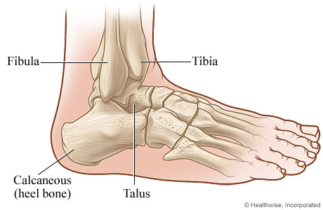 Bones of the Ankle Joint: Side View | University of Michigan Health System