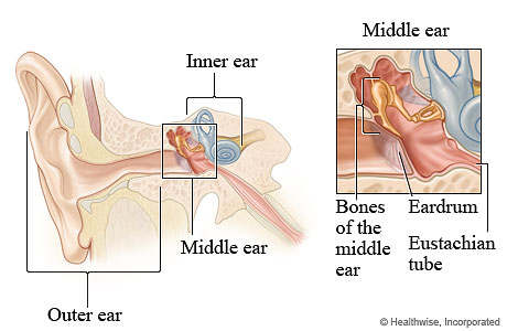 External Ear Canal