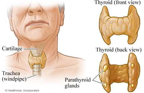 Thyroid and Parathyroid Glands | University of Michigan Health System