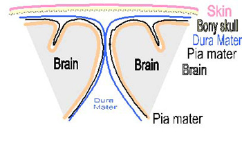 Dura-mater is one of the layers that lie between the brain and the skull.